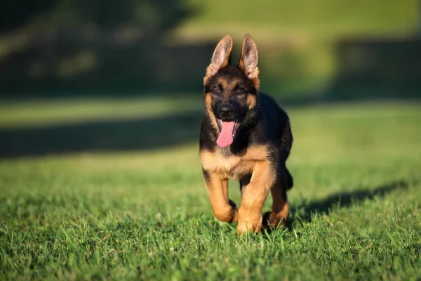 Happy German Shepherd Puppy Running Grass Summer — Stock Photo, Image
