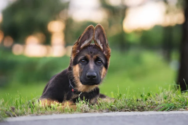 German Shepherd Puppy Funny Ears Lying Grass — Stock Photo, Image