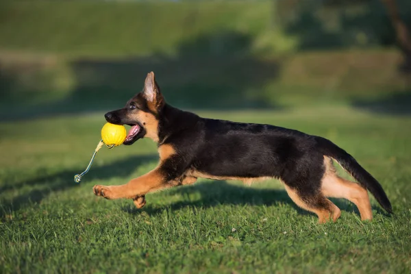 Cachorro Pastor Alemão Feliz Jogando Com Uma Bola Brinquedo Verão — Fotografia de Stock