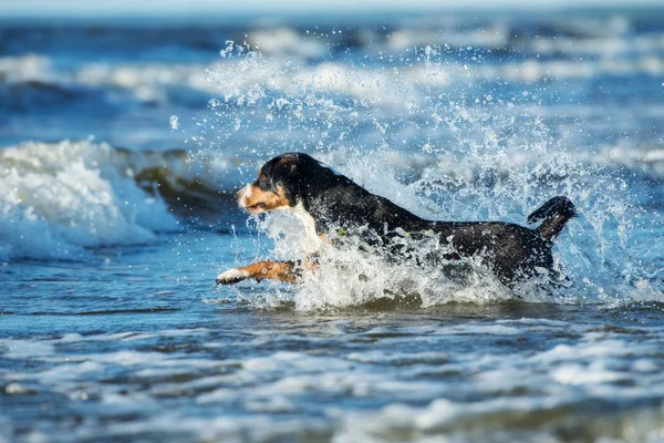 Entlebucher Perro Corriendo Las Olas Del Mar —  Fotos de Stock