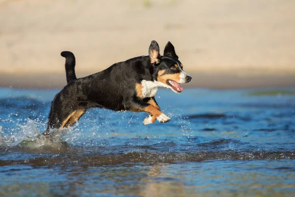 Happy Entlebucher Dog Running Water Sea — Stock Photo, Image