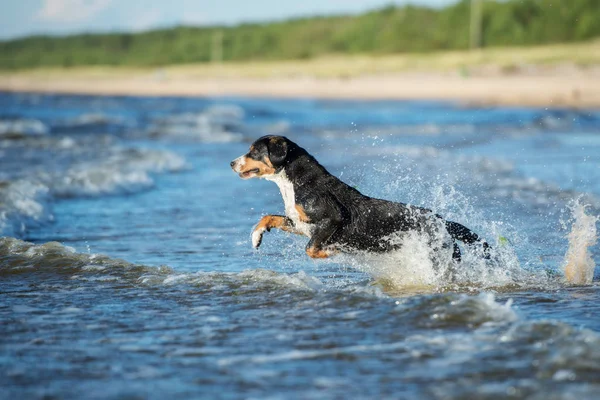 Щасливий Собака Інтер Біжить Море Влітку — стокове фото