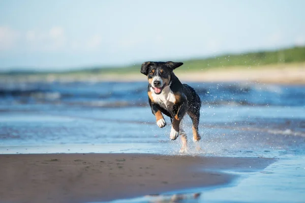 Щаслива Собака Біжить Пляжі Біля Моря Влітку — стокове фото