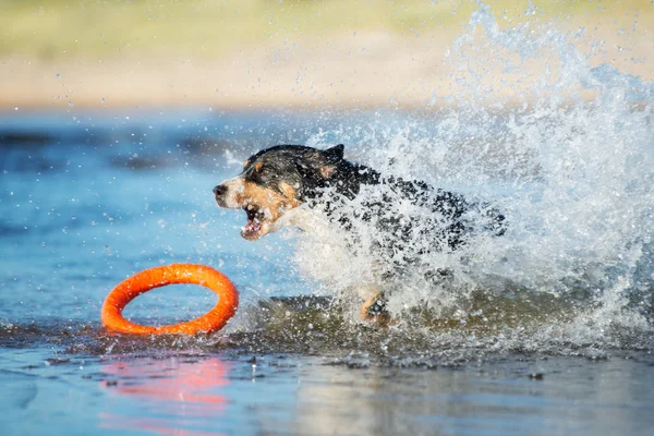 happy dog jumping into water to catch a toy