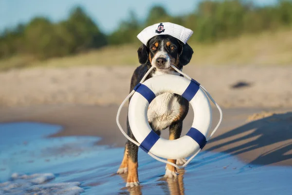 funny dog in sailor hat holding a life buoy in mouth on the beach
