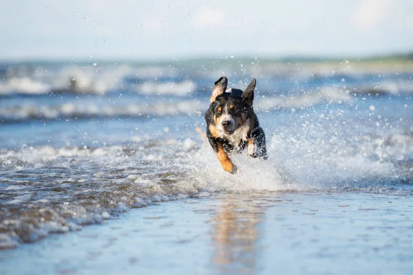 Mutlu Entlebucher Köpeği Yazın Deniz Kenarında Koşuyor — Stok fotoğraf