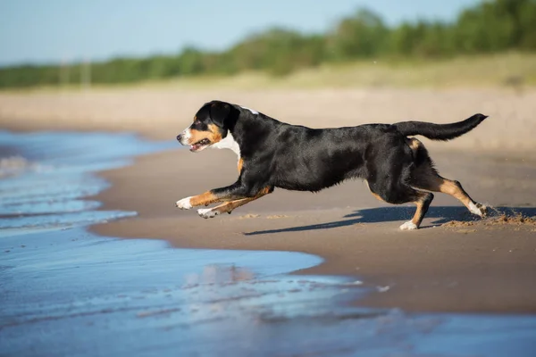 Entlebucher Cão Correndo Praia Verão — Fotografia de Stock