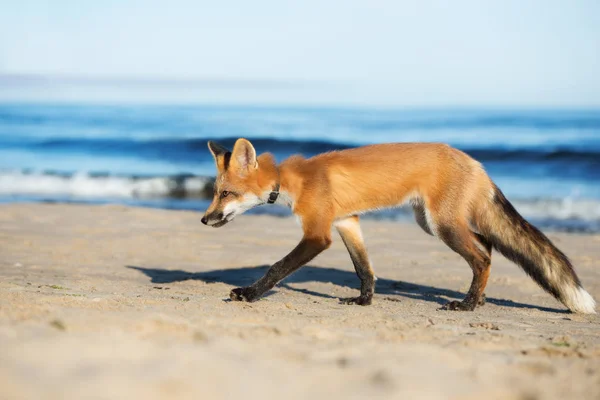 Νεαρή Αλεπού Που Περπατά Στην Παραλία Δίπλα Στη Θάλασσα — Φωτογραφία Αρχείου