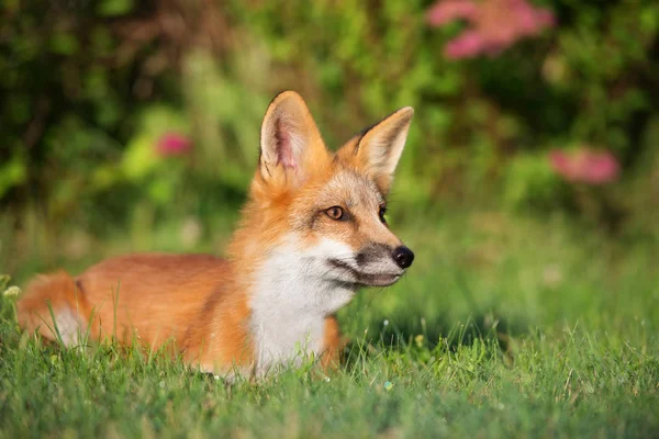 Jeune Renard Couché Sur Herbe Été — Photo