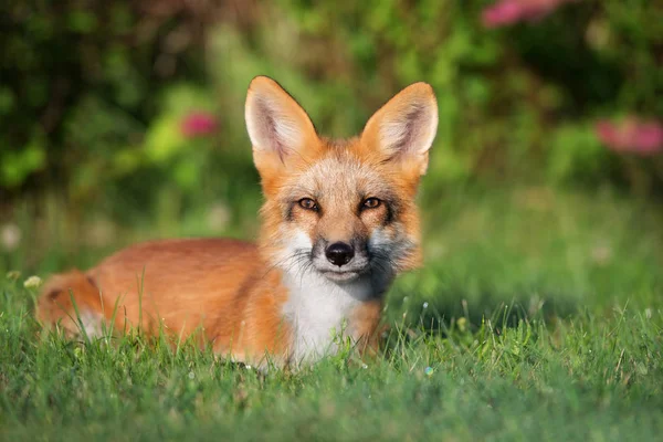 Junger Fuchs Legt Sich Sommer Ins Gras — Stockfoto