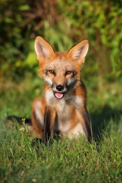 Jong Vos Zitten Buiten Gras Zomer — Stockfoto