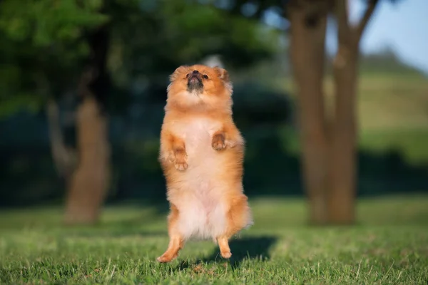 Pommerscher Spitzhund Springt Sommer Freien Auf — Stockfoto