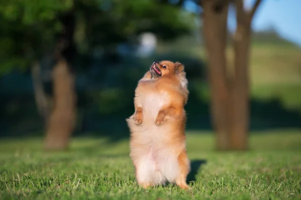 Pommerska Spitz Hund Tiggeri Utomhus Sommaren — Stockfoto