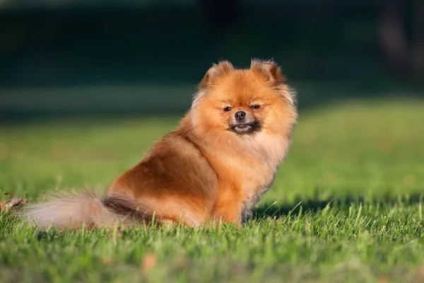 Pomeranya Köpekleri Parkta Çimlerde Oturuyor — Stok fotoğraf