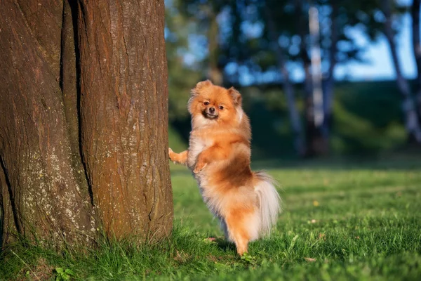 Pomeranian Spitz Hond Staan Bij Een Boom Het Park — Stockfoto