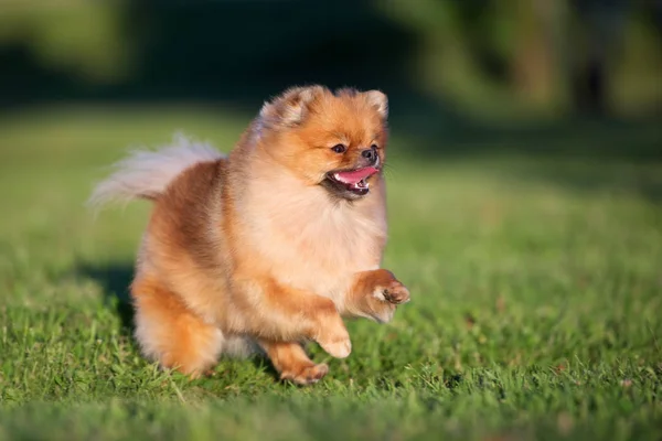 Gelukkig Pomeranian Spitz Hond Lopen Gras — Stockfoto