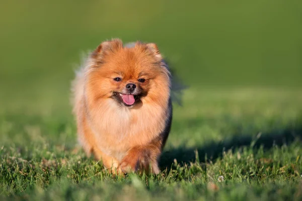 Mutlu Pomeranya Köpekleri Yazın Dışarı Çıkıyor — Stok fotoğraf