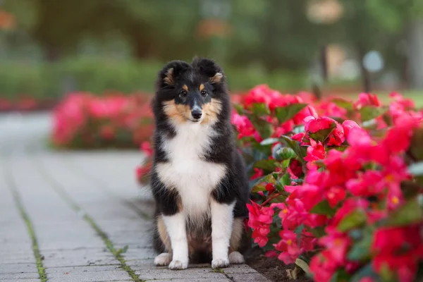 Sheltie Κουτάβι Κάθεται Δίπλα Στο Καλοκαίρι Λουλούδια Στο Πάρκο — Φωτογραφία Αρχείου