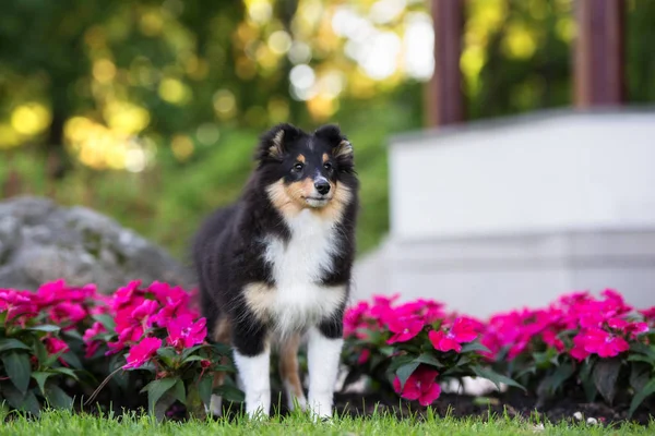 Sheltie Κουτάβι Στέκεται Δίπλα Στο Καλοκαίρι Λουλούδια Στο Πάρκο — Φωτογραφία Αρχείου