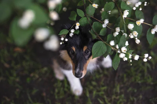 Sheltie Puppy Portrait Blooming Bush Summer — Stock Photo, Image
