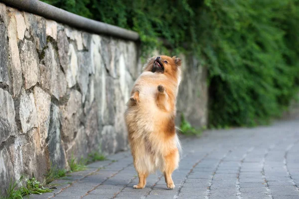Kırmızı Pomeranya Köpekleri Arka Ayakları Üzerinde Yürüyorlar — Stok fotoğraf