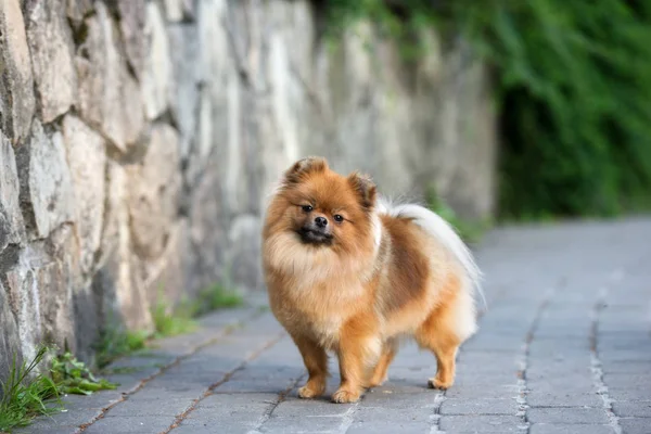 Κόκκινο Pomeranian Spitz Σκυλί Πόδια Στο Πάρκο — Φωτογραφία Αρχείου