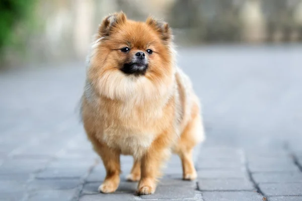 Červená Pomeranian Spitz Pes Stojící Venku — Stock fotografie