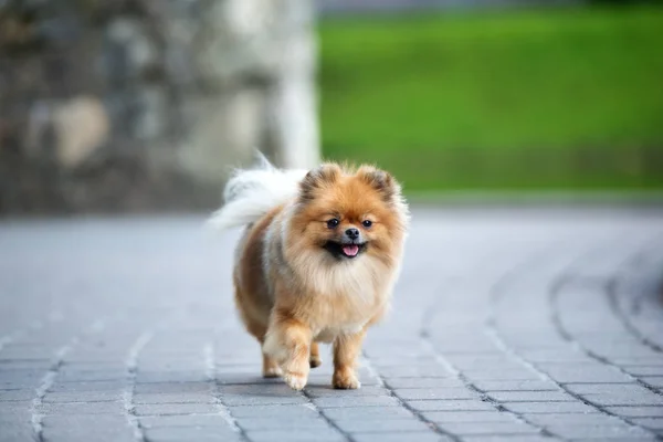 Χαρούμενο Σκυλί Από Την Πομερανία Που Περπατάει Στο Πάρκο — Φωτογραφία Αρχείου