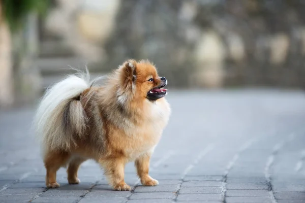 Červená Pomeranian Spitz Pes Stojící Venku — Stock fotografie