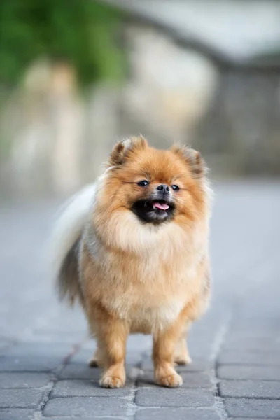 Happy Pomeranian Spitz Dog Standing Outdoors — Stock Photo, Image