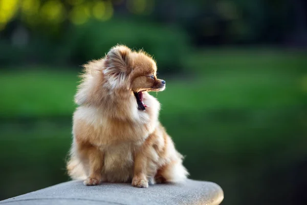 Divertente Cane Spitz Rosso Seduto All Aperto Sbadigliare — Foto Stock