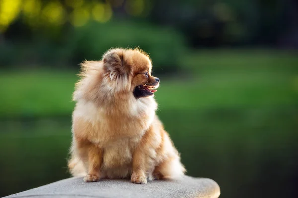 Heureux Chien Spitz Poméranien Rouge Assis Extérieur Été — Photo