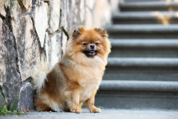 Κόκκινο Pomeranian Spitz Σκυλί Κάθεται Εξωτερικούς Χώρους — Φωτογραφία Αρχείου