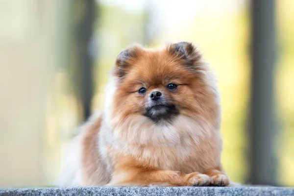 Κόκκινο Pomeranian Spitz Σκυλί Ξαπλωμένο Εξωτερικούς Χώρους — Φωτογραφία Αρχείου