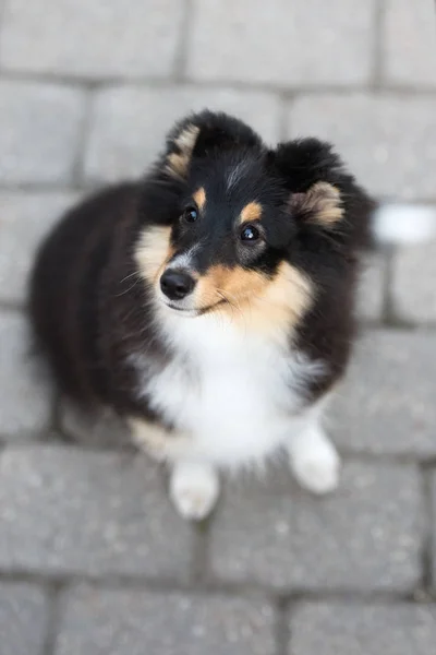 Tricolor Sheltie Puppy Sitting Street Top View — стоковое фото