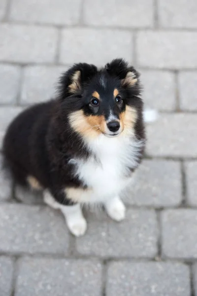 Tricolor Sheltie Szczeniak Siedzi Ulicy Widok Góry — Zdjęcie stockowe