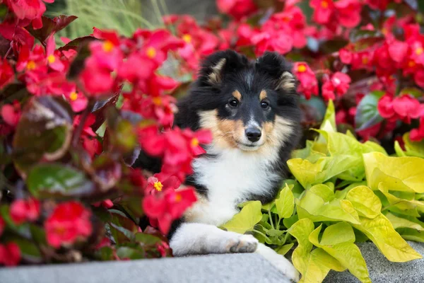Tricolor Sheltie Hund Porträt Roten Blumen — Stockfoto