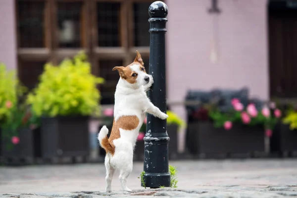 Jack Russell Terrier Σκυλί Ποζάρουν Στην Παλιά Πόλη — Φωτογραφία Αρχείου