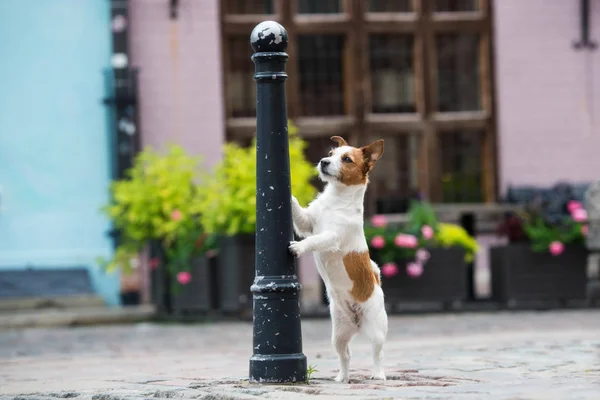 Jack Russell Terrier Cão Posando Cidade Velha — Fotografia de Stock