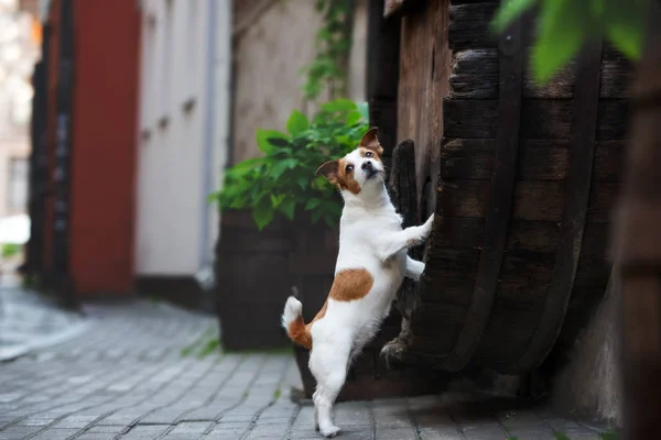 Jack Russell Terriër Hond Poseren Oude Stad — Stockfoto