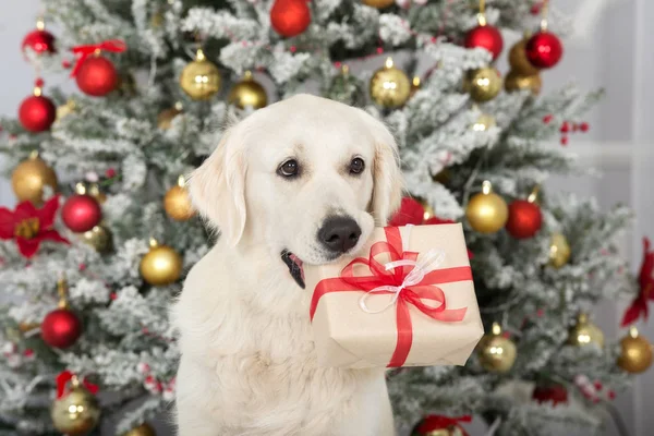 Golden Retriever Köpeği Ağzında Bir Noel Hediyesi Kutusu Tutuyor Stok Resim