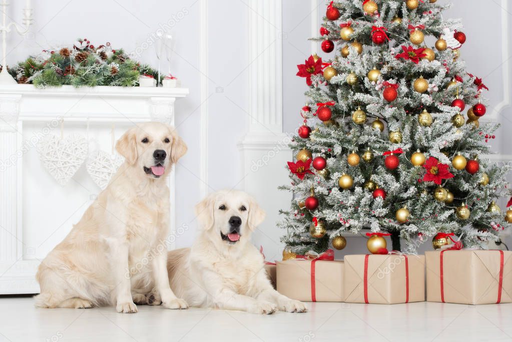 two golden retriever dogs posing with Christmas decorations