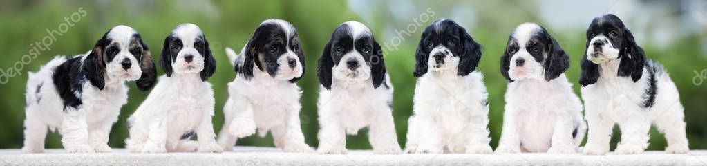 group of american cocker spaniel puppies outdoors