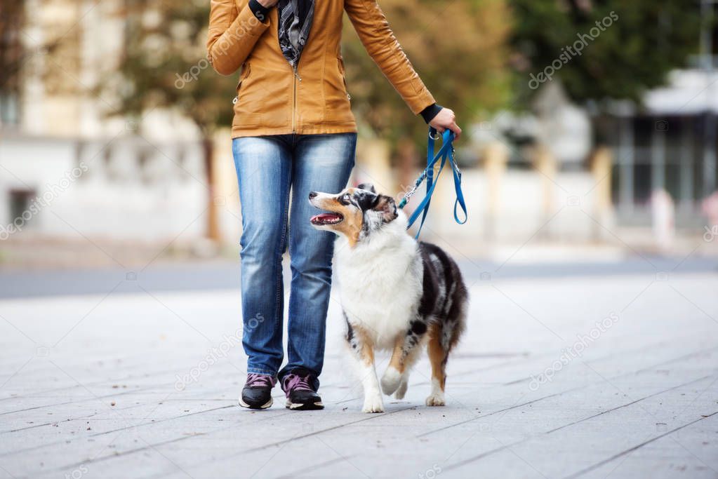 australian shepherd dog walking next to owner on a leash in the city