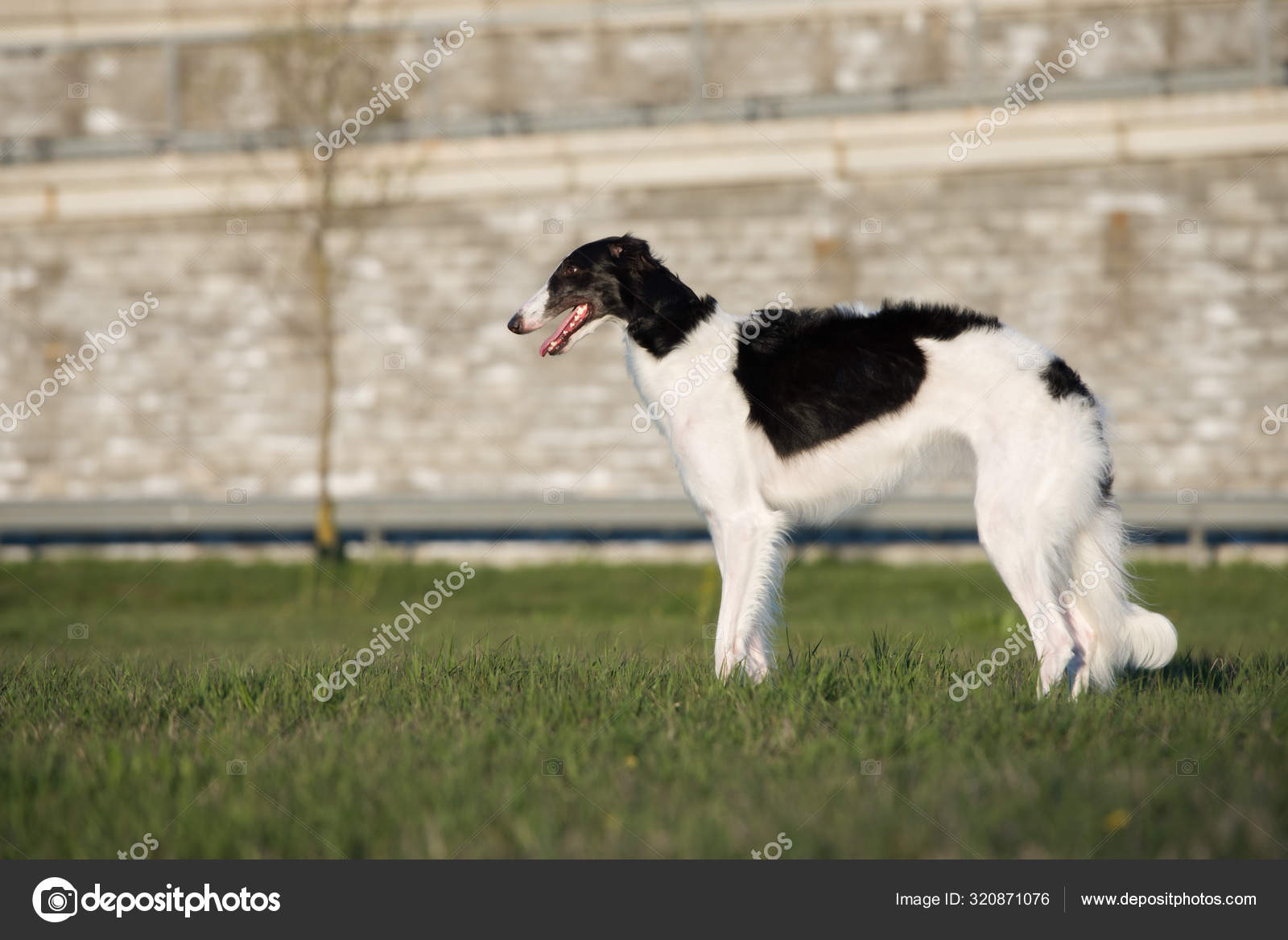 Schwarz Weißer Barsoi Hund Posiert Sommer Freien — Stockfoto © ots