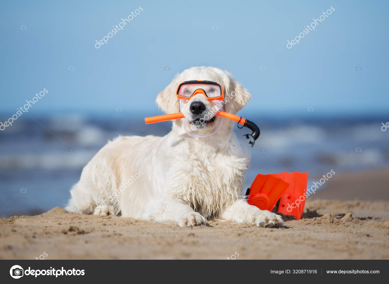 Golden Retriever Dog Snorkel Equipment Beach Stock Photo by ©otsphoto 320871916