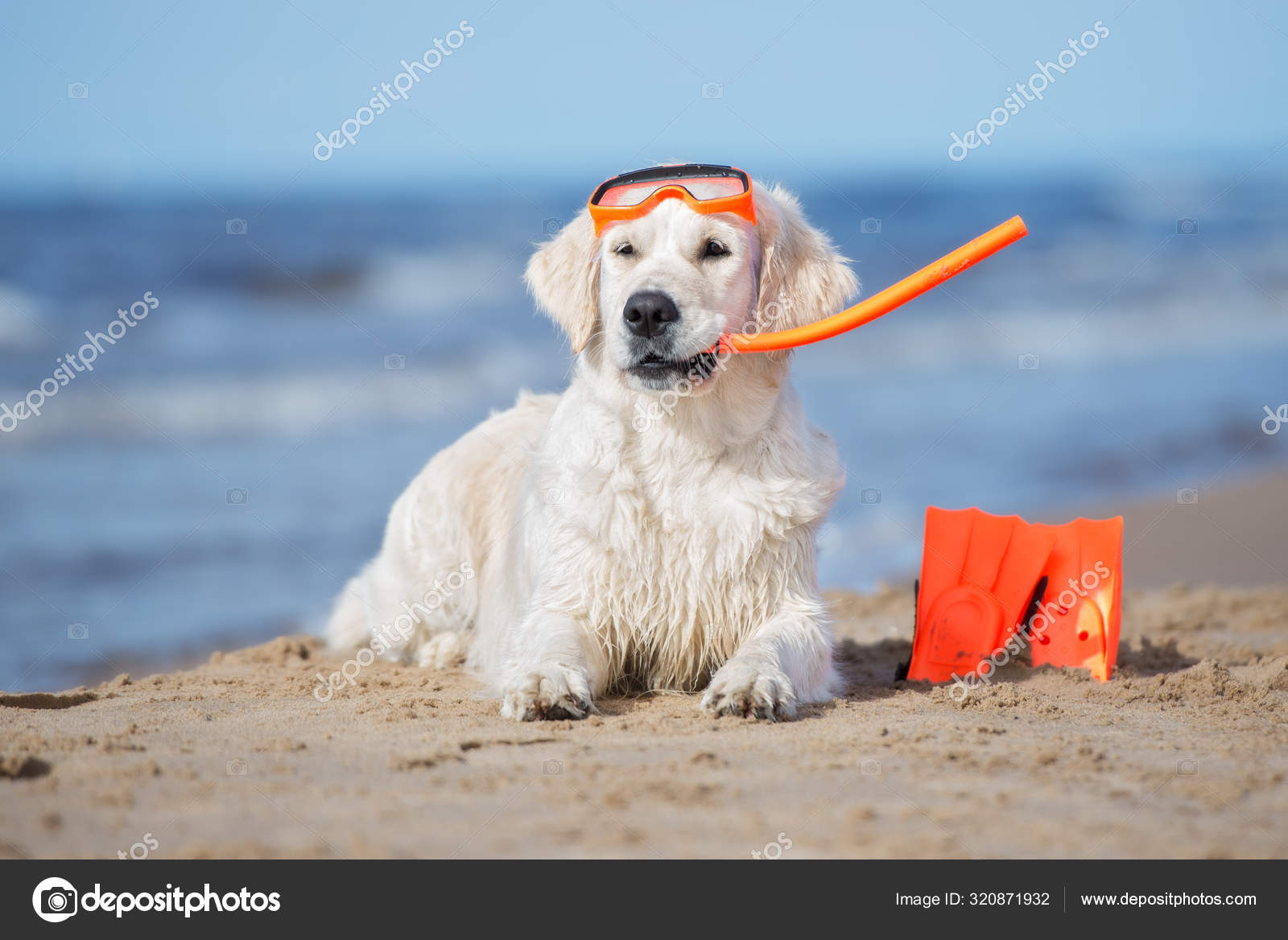 Golden Retriever Dog Snorkel Equipment Posing Beach Stock Photo by ©otsphoto 320871932