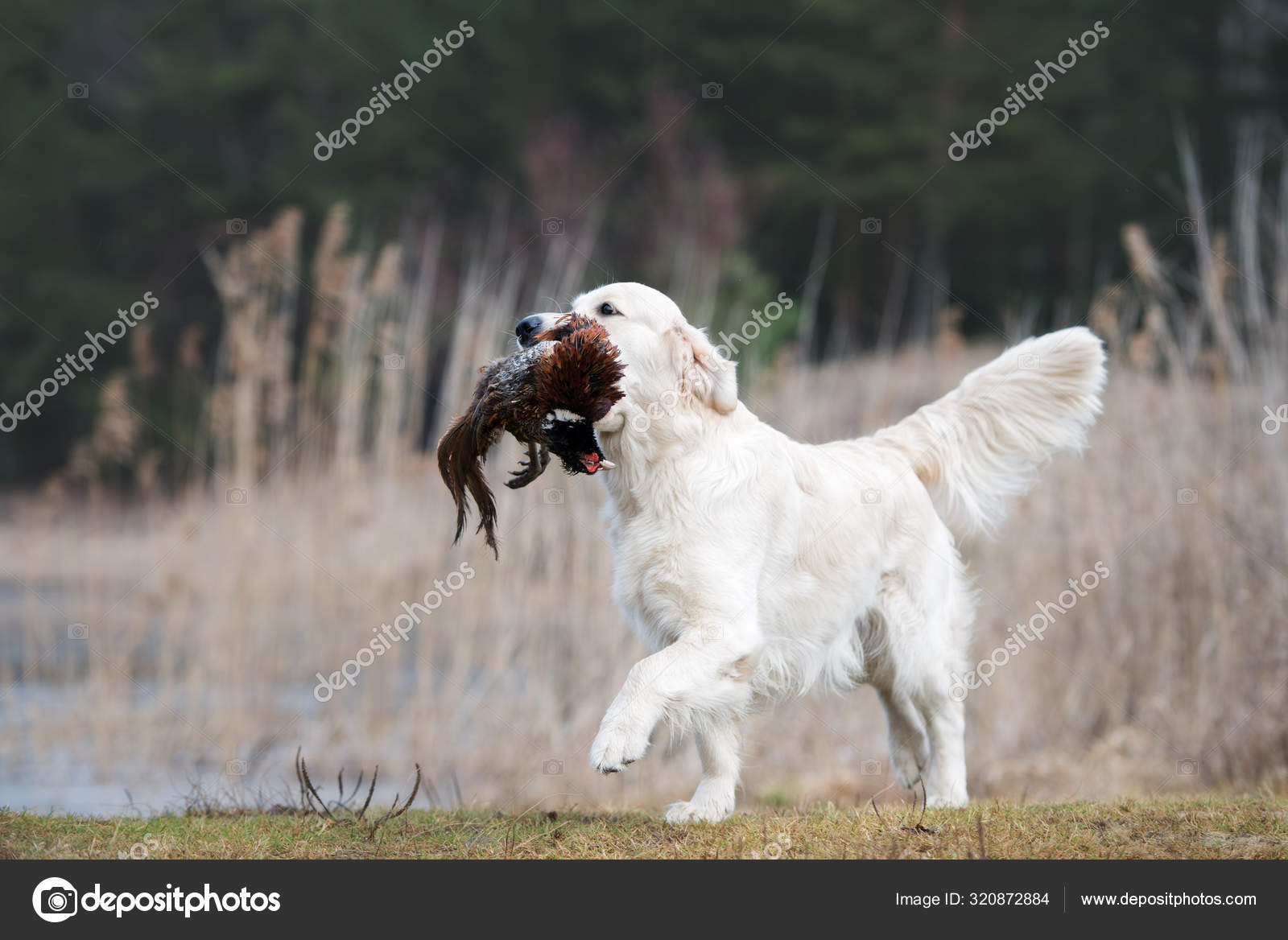 Golden Retriever Upland Bird Dogs Large Gun Dog 2025