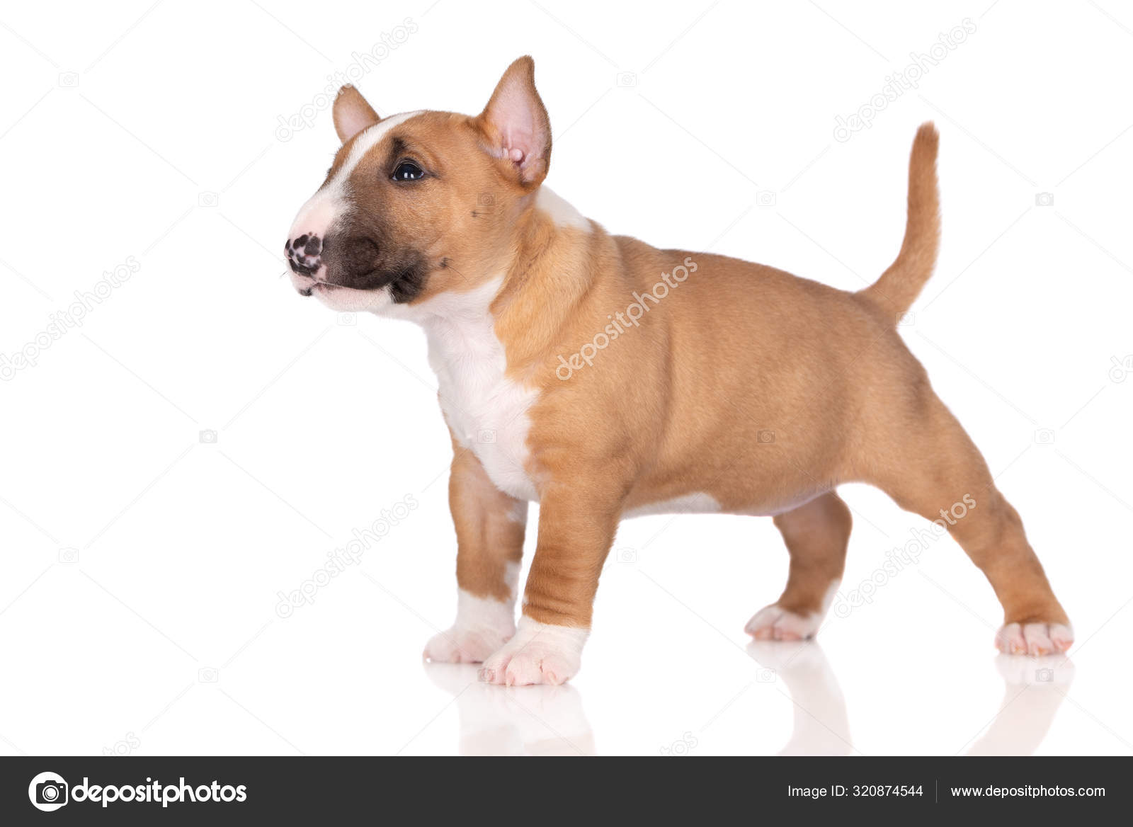Adorable Red Miniature Bull Terrier Puppy White Background — Stock
