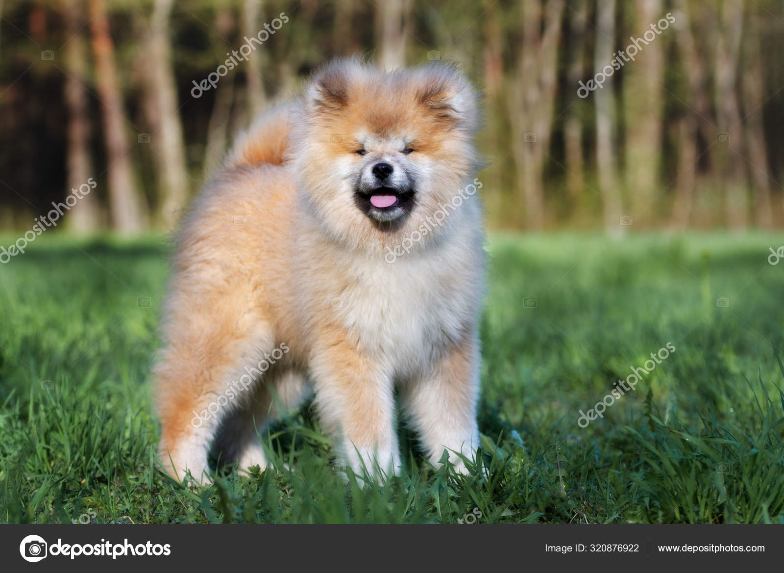 Happy Fluffy Akita Puppy Posing Outdoors Summer Stock Photo by
